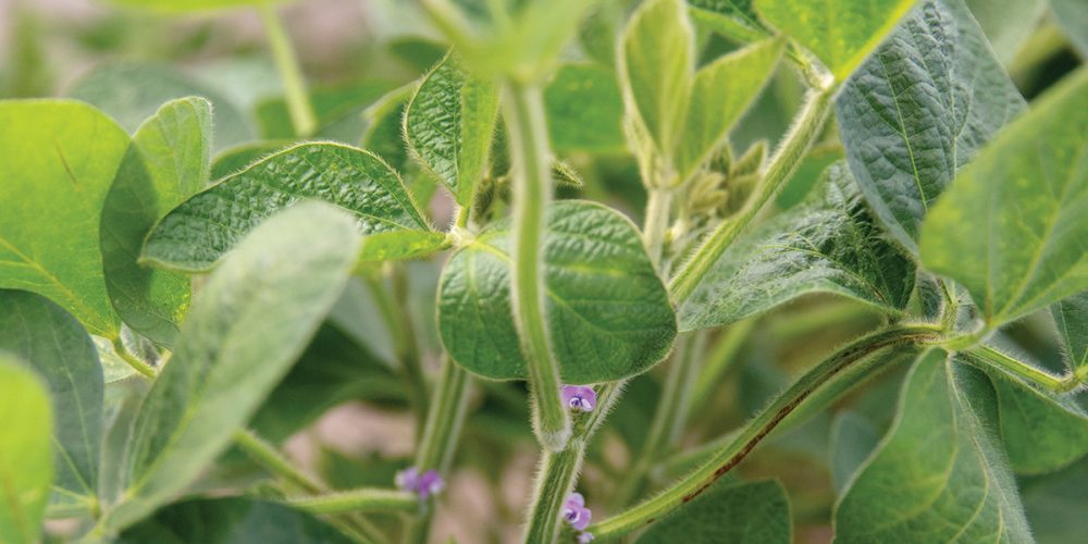 closeup of healthy soybeans