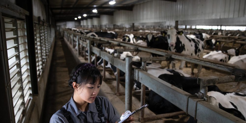 Jennifer Van Os, UW–Madison assistant professor of dairy science and extension animal welfare specialist, takes notes on clipboard while in a cross-ventilated barn at Rosy-Lane Holsteins in Watertown, Wis
