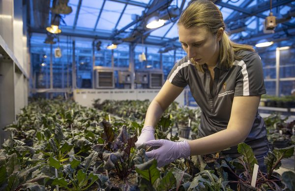 Katharina Wigg, a plant breeding and plant genetics graduate student, inoculates beet plants with Rhizoctonia at UW’s Walnut Street Greenhouses