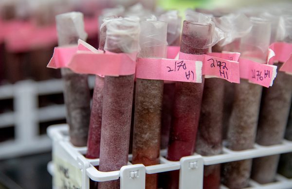 Tubes of frozen beet slurry sit in a rack before they are thawed and prepared for gas chromatography mass spectrometry analysis in Horticulture/Moore Hall.