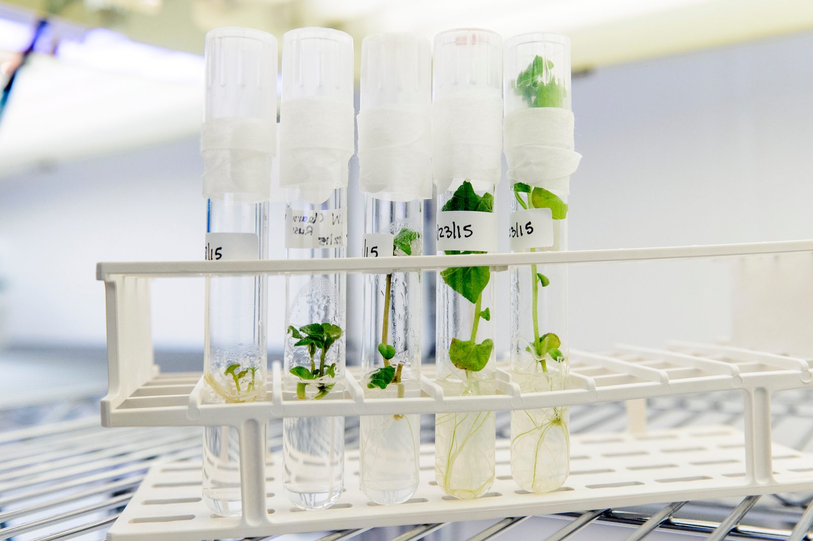 A tray of test tubes sits on a table. Inside each tube is a tiny potato plant.
